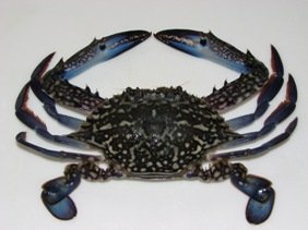 Blue Crab: Portunus Pelagicus Male (Wikipedia Commons)